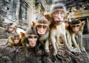 Любопытные маленькие обезьянки, Лопбури, Таиланд