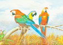 Красочные попугаи ара