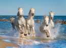 Стадо белых камаргских лошадей