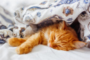 Кот лежит под одеялом