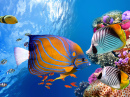 Подводный мир с кораллами и тропическими рыбами
