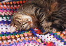 Кошка на вязаном одеяле
