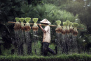 Рисовое сельское хозяйство во Вьетнаме