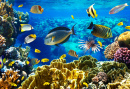 Тропические рыбы на коралловом рифе