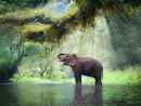 Дикий слон, Канчанабури, Таиланд