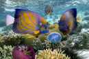 Коралловый риф и тропические рыбы