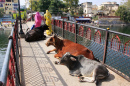 Коровы лежат на индийском мосту