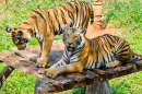 Тигры в Таиланде