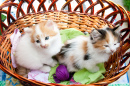 Трехцветные котята в корзине