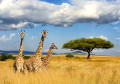 Жирафы в национальном парке в Кении