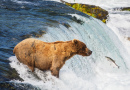 Бурый медведь на Аляске, Национальный парк Катмай