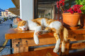 Рыжий кот спит на лавке