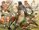 Винтажный рисунок европейских птиц