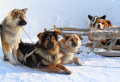 Собаки отдыхают