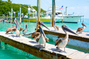 Бурые пеликаны в Исламорада, Флорида-Кис