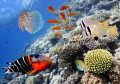 Тропические рыбы, Красное море, Египет