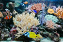 Тропические рыбы в аквариуме