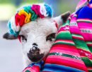 Маленький барашек в перуанском одеяле