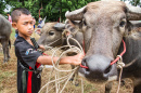 Фестиваль буйволов, Таиланд