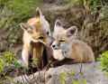 Молодые американские лисицы, Саскачеван, Канада
