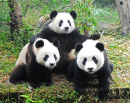 Три гигантских панды