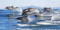 Обыкновенные дельфины