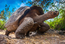 Черепаха, Галапагосские острова