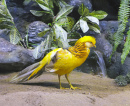 Желтый китайский фазан