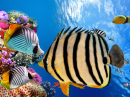 Кораллы и тропические рыбы, Красное море