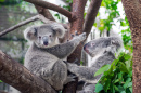 Милые коала