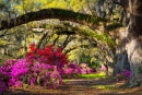 Весенний сад в Чарльстоне Южная Каролина