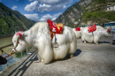 Белые яки в Сычуани, Китай