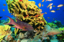 Тропический коралловый риф