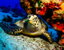 Черепаха бисса, Карибское море, Косумель, Мексика