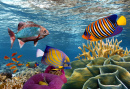 Коралловые рифы и тропические рыбки