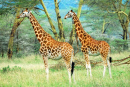 Жирафы в национальном парке 