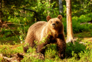 Бурый медведь в финском лесу