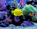 Морской аквариум с коралловым рифом