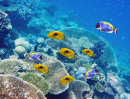 Тропические рыбки над коралловым рифом