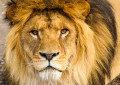 Могучий лев