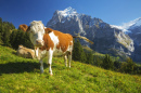 Коровы высоко над Гринденвальдом, Швейцария
