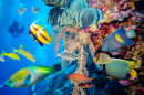 Тропические рыбки и коралловый риф
