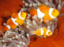 Рыбы-клоуны, Соломоновы острова