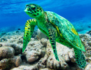 Морская черепаха бисса