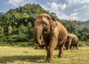 Природный парк слонов, Чианг Май, Таиланд