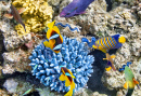 Кораллы и тропические рыбки