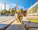 Котёнок в Стамбуле, Турция