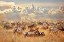 Африканские дикие зебры