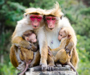 Краснолицые обезьянки
