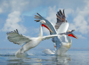 Пеликаны на озере Керкини, Греция